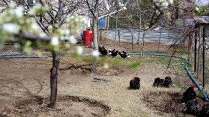 Beşiktaş Sevgisi Yetiştirdiği Tavuklara da Yansıdı