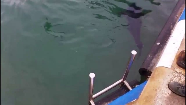 Une mouette se fait avaler par un enorme thon qui fini par la recracher!