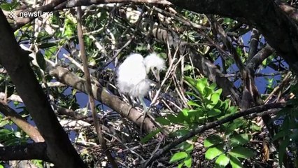 Cute baby egret takes first steps outside nest