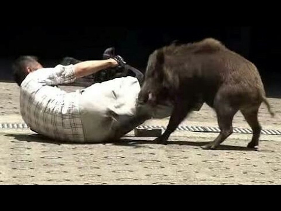 most dangerous wild boar attack