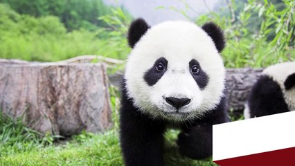 10 animais recém nascidos incríveis