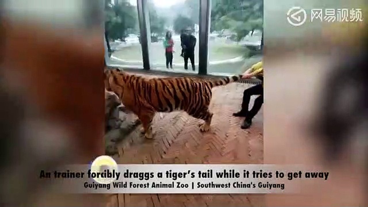 Tiger and Boy