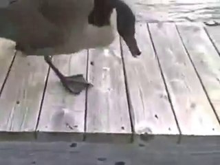 Aggressive goose