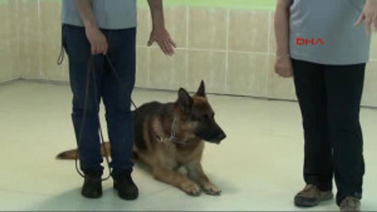 Izmir Hobi Olarak Başladı, Köpek Çiftliği Kurdu