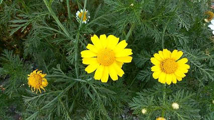 ZTE ZMAX PRO VIDEO TEST