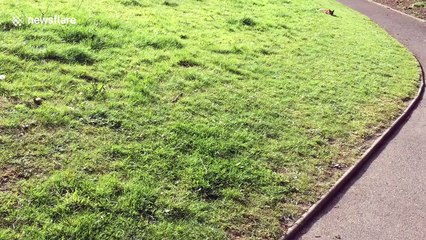 Calm urban fox chills as jogger runs past