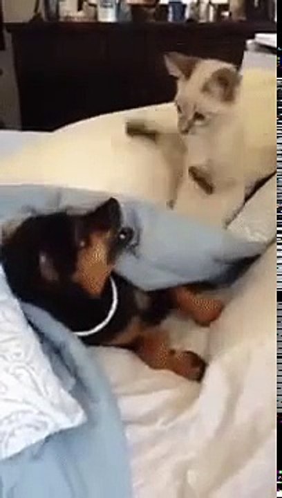 Типичный кот