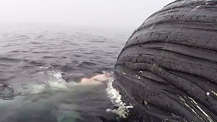 Un grand blanc dévore la carcasse d'une baleine