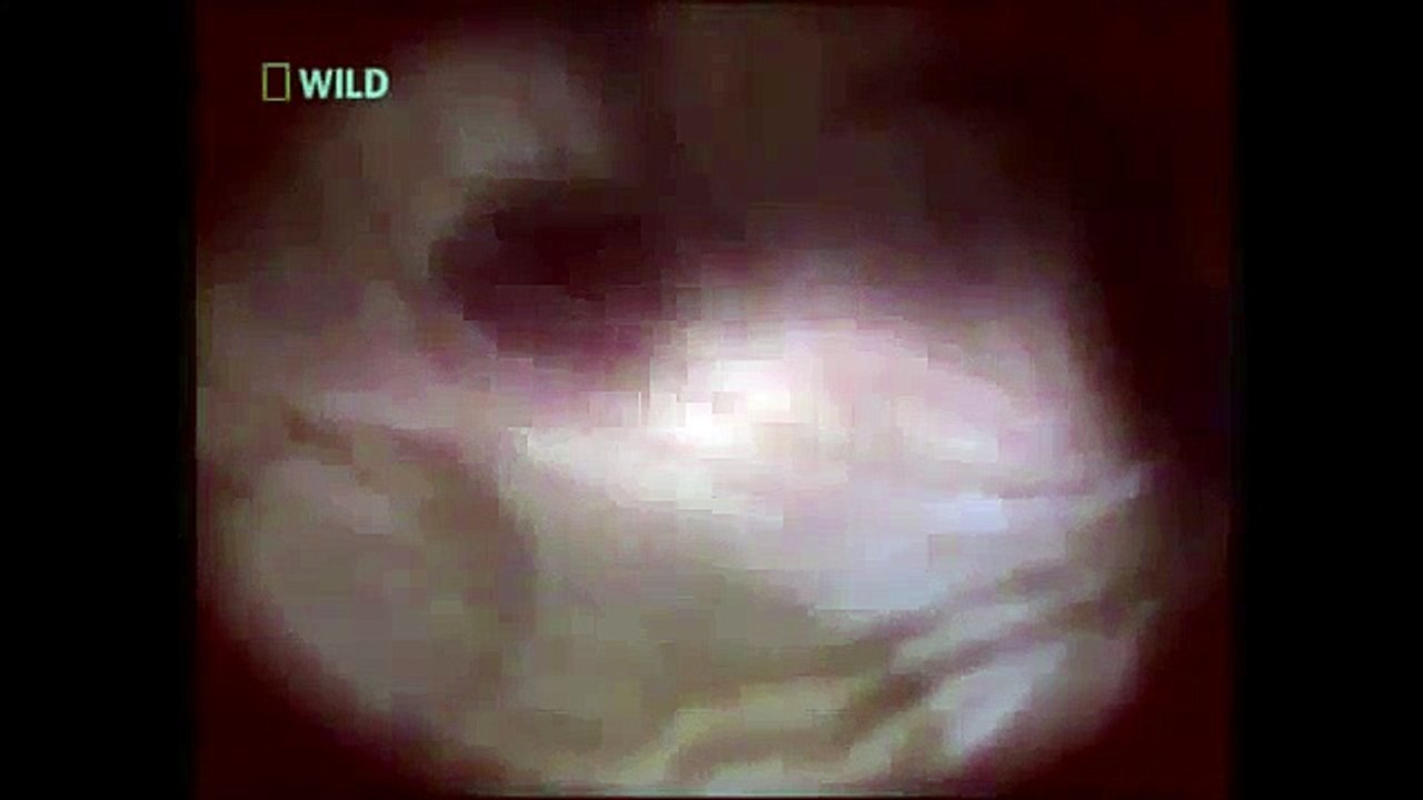 Çölün Katilleri 2 - Belgesel Türkçe Dublaj İzle.tv 2017 part 2/2