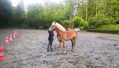 upsilon 9ans PP Haflinger