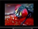 Uçan Böcekler Türkçe Dublaj Belgesel izle 001.tv 2017 part 2/2
