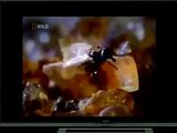 Uçan Böcekler Türkçe Dublaj Belgesel izle.tv 2017 part 2/2