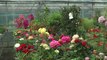 Hautes-Alpes : les conseils d'une horticultrice pour protéger vos fleurs du froid