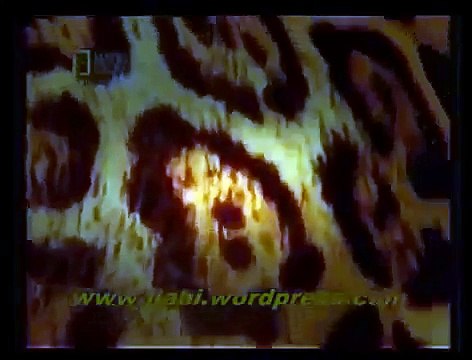 Hızlı Katil Kediler - Öldürmeye Programlananlar - Hayvanlar Alemi Belgeseli izle.tv 2017