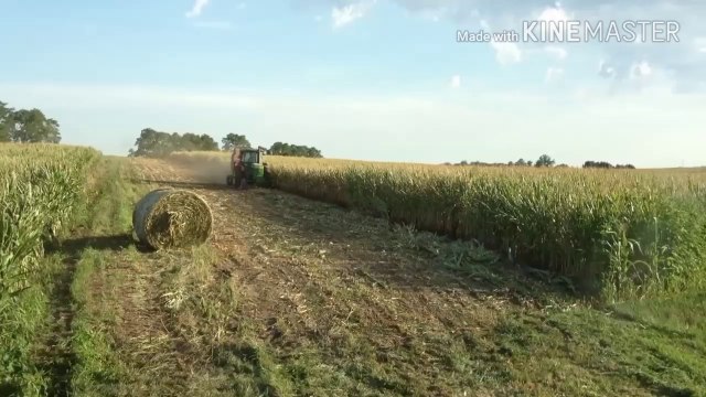 Baling corn