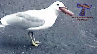 Animals, funniest and most amusing creatures on Earth - Super funny animal compilation_23
