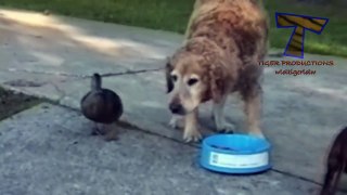 Animals, funniest and most amusing creatures on Earth - Super funny animal compilation_25
