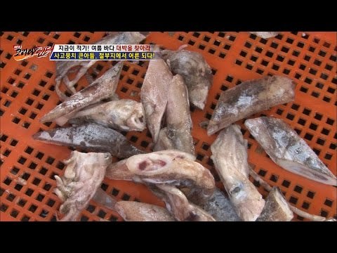엄청난 비린내, 장어 미끼로 쓰이는 이것은? [뉴 코리아 헌터] 12회 20160824