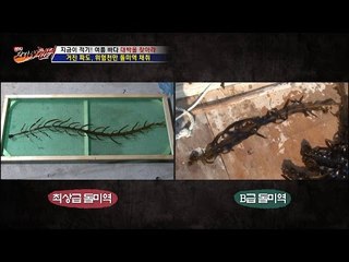 거친 파도를 견딘 돌미역, 가격이 120만원?! [뉴 코리아 헌터] 12회 20160824
