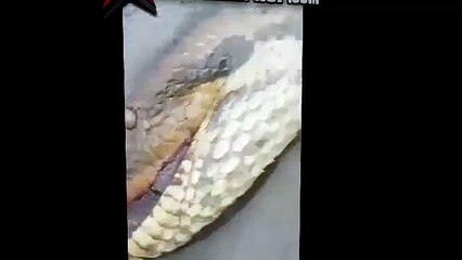 Najveća zmija na svijetu