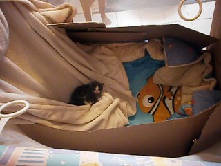 Chatons avril 2017 dans le parc à bébé le 30-04-2017 n° 2