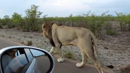 Ce lion n'a pas du tout envie d'être filmé