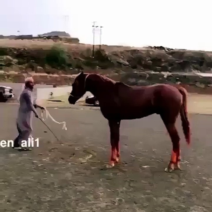 horse in action