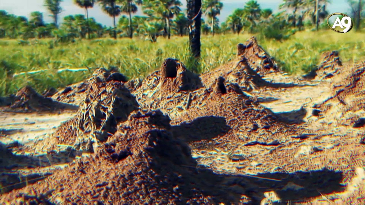Kuran'da adı geçen canlılardan; Karınca