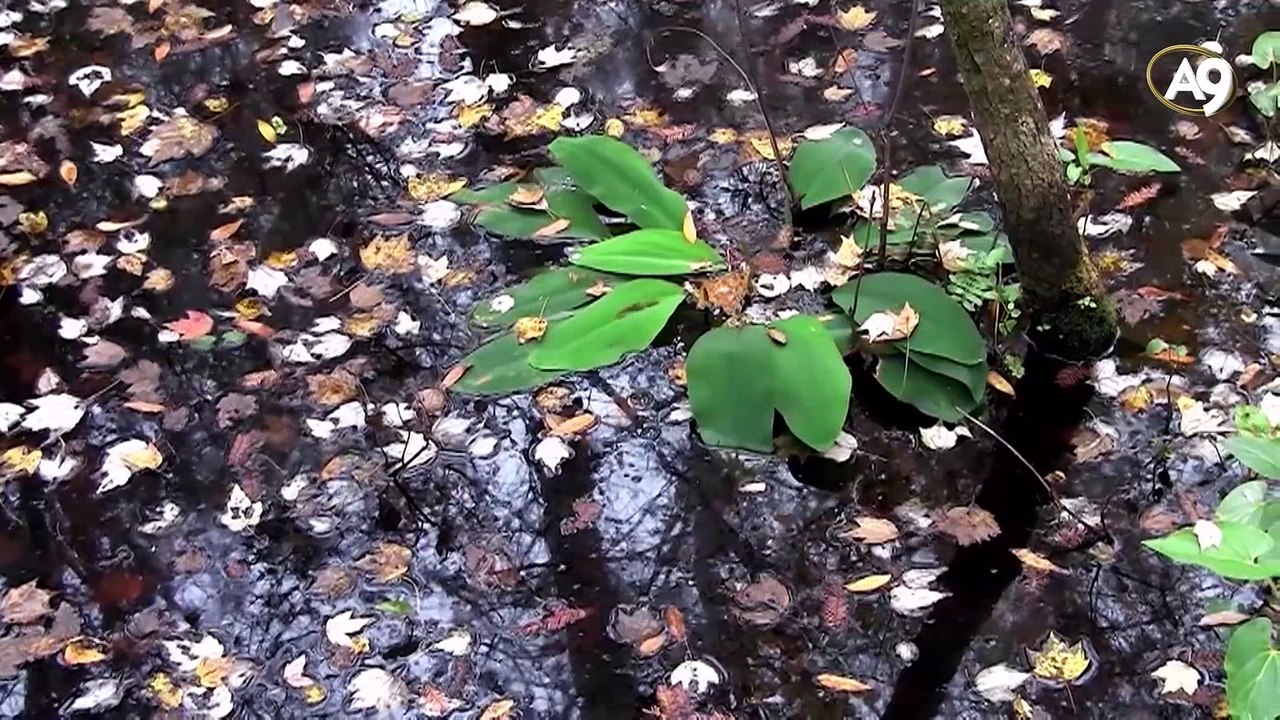 Kuran'da adı geçen canlılardan; Sivrisinek
