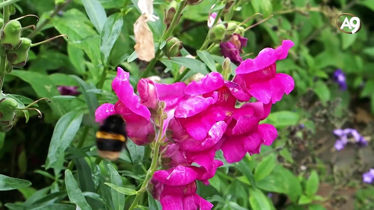 Kuran'da adı geçen canlılar - giriş