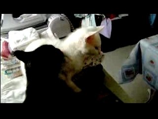 Blacky leche Whity sur la table a repassé 2