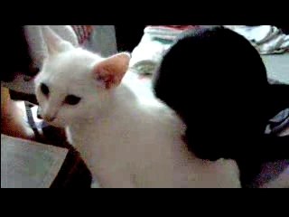 Blacky leche Whity sur la table a repassé 1