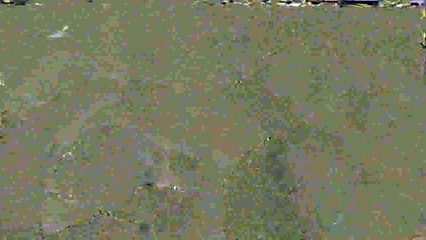 Wild dall'alba al tramonto Campioni della foresta