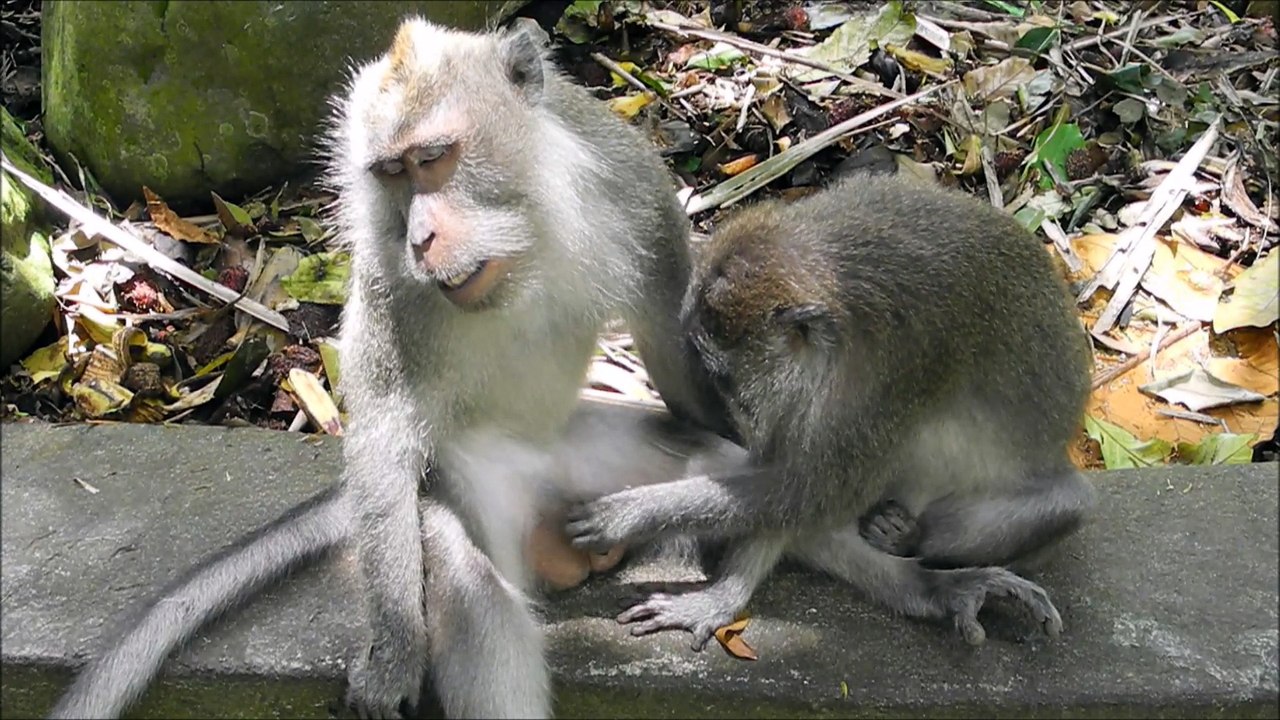Monkeys Like it Hard