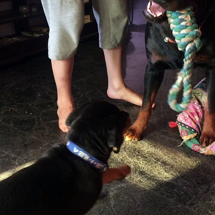 Boxer is playing with Diexi
