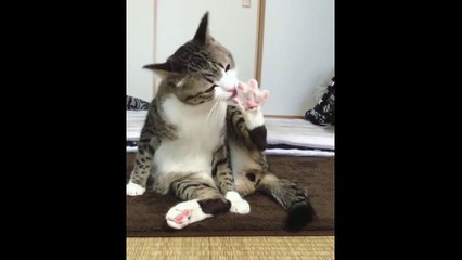 Cats biting its legs