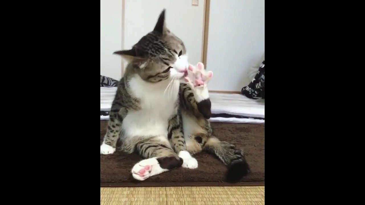 Cats biting its legs