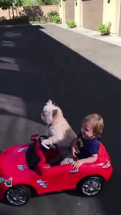 Pets: Cãozinho motorista.  Animaux de compagnie: conducteur Doggie.