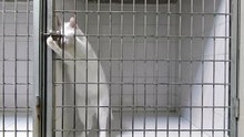 The cat is free.  Кот выходит на свободу