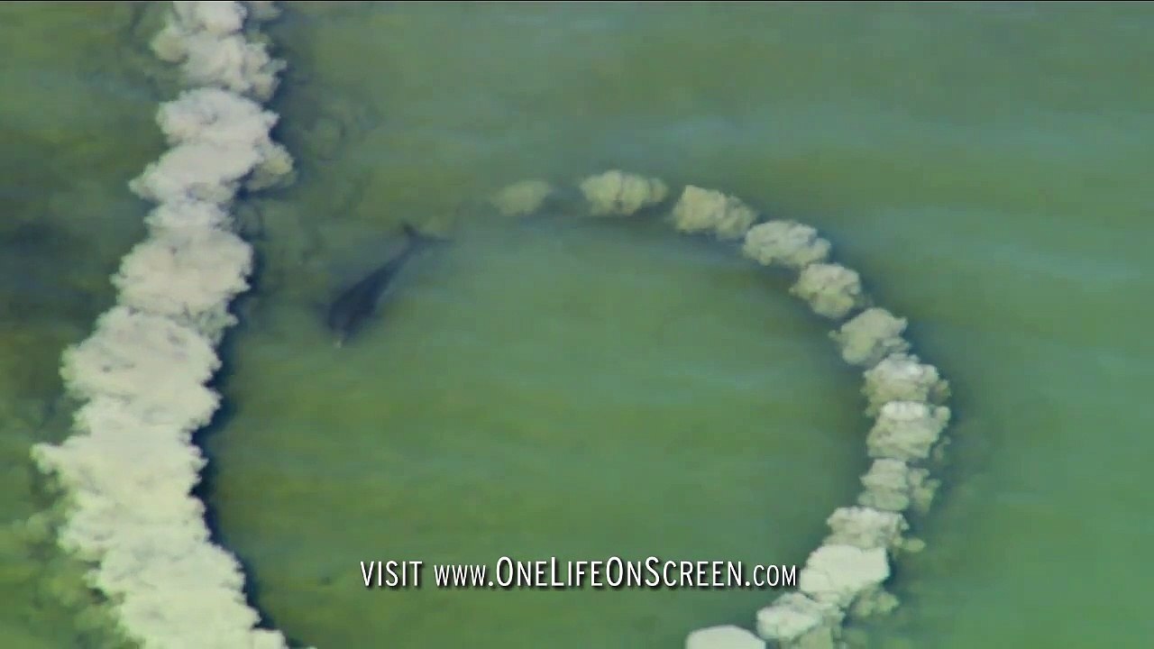 trop fort les dauphins