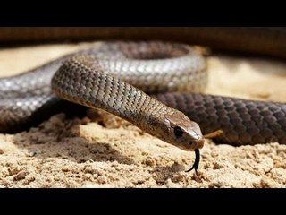 Snakes in Hospital, Doctors run for their lives