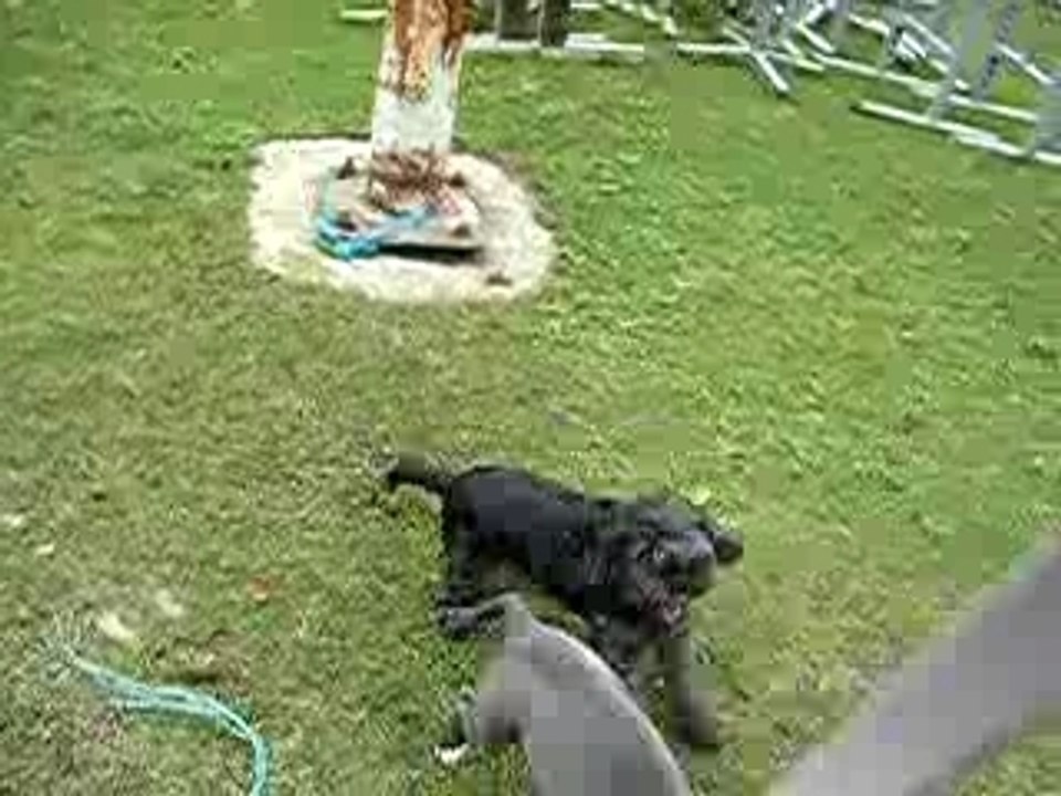 Petite bagarre entre mes deux chiennes