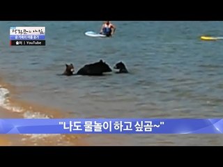 물놀이하는 곰 가족, 3D 프린터로 만든 음식! [광화문의 아침] 299회 20160819