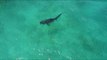Tiger Shark Spotted Near Hawaii Coast