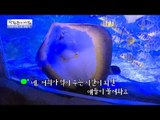 먹이를 먹는 가오리들! [광화문의 아침] 298회 20160818