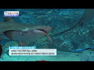 두근두근! 상어에게 먹이를 주는 아쿠아리스트! [광화문의 아침] 298회 20160818