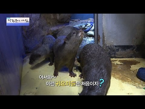 귀여운 수달수조에 들어간 에바! [광화문의 아침] 298회 20160818