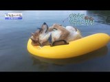 이 녀석 물건일세? 일광욕 즐기는 개 [광화문의 아침] 297회 20160817