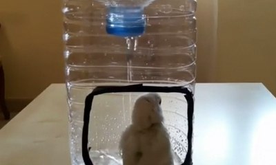 Tempat Mandi Khusus Burung