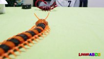 Innovation Scorpion and Giant Scolopendra Creepy Crawlers Toys-fJ4XcCS